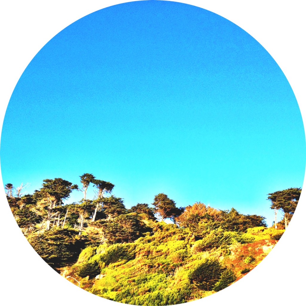 Trees facing the Pacific.