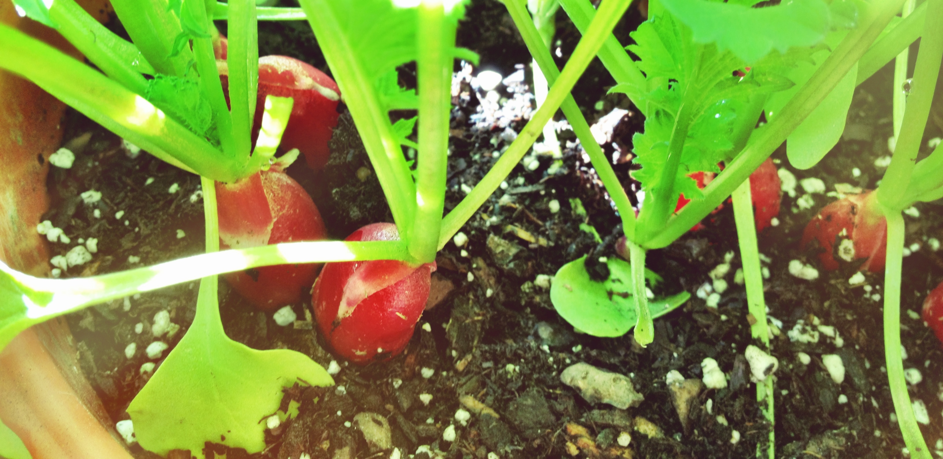 french breakfast radishes