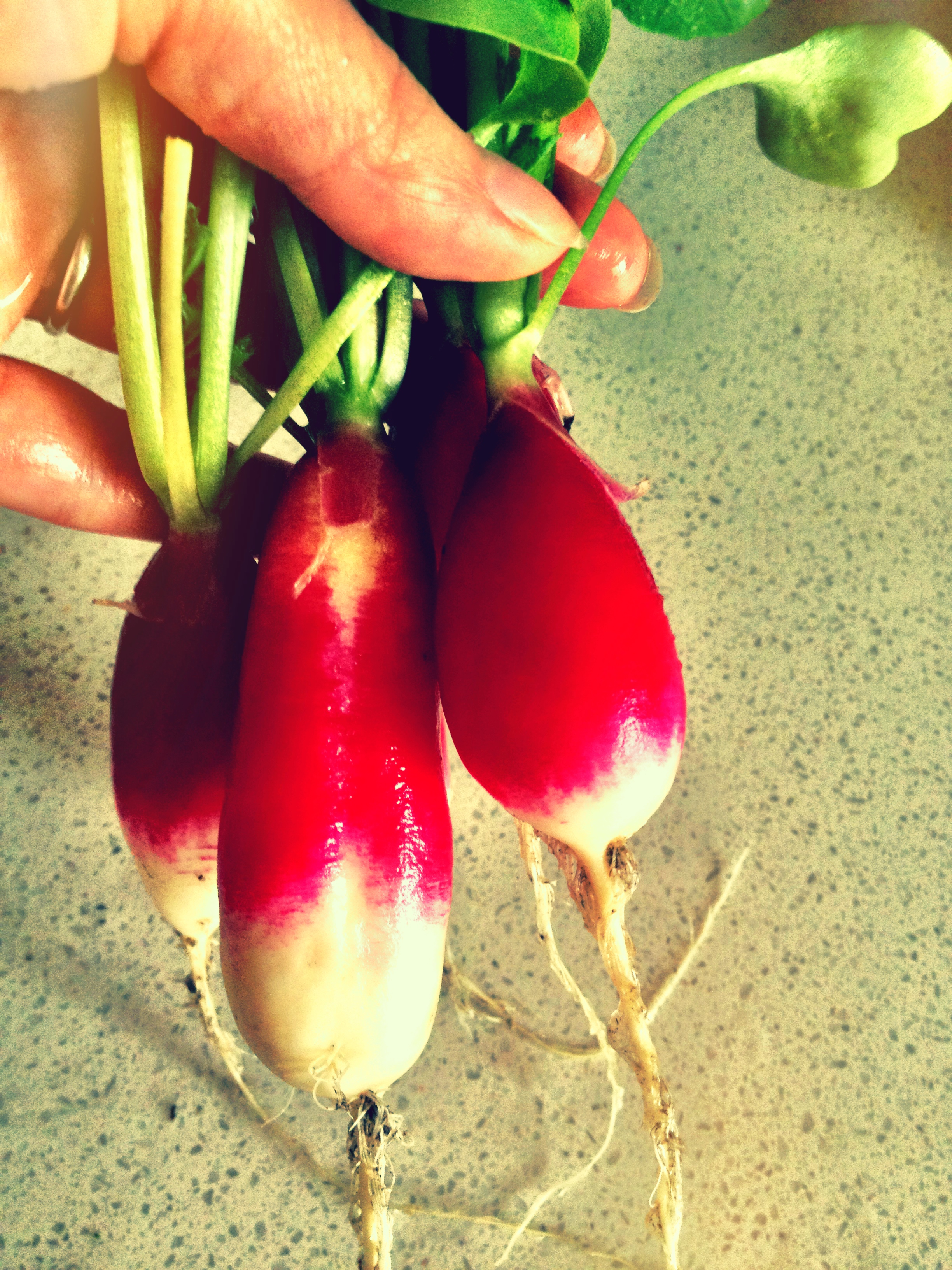 just picked french breakfast radishes