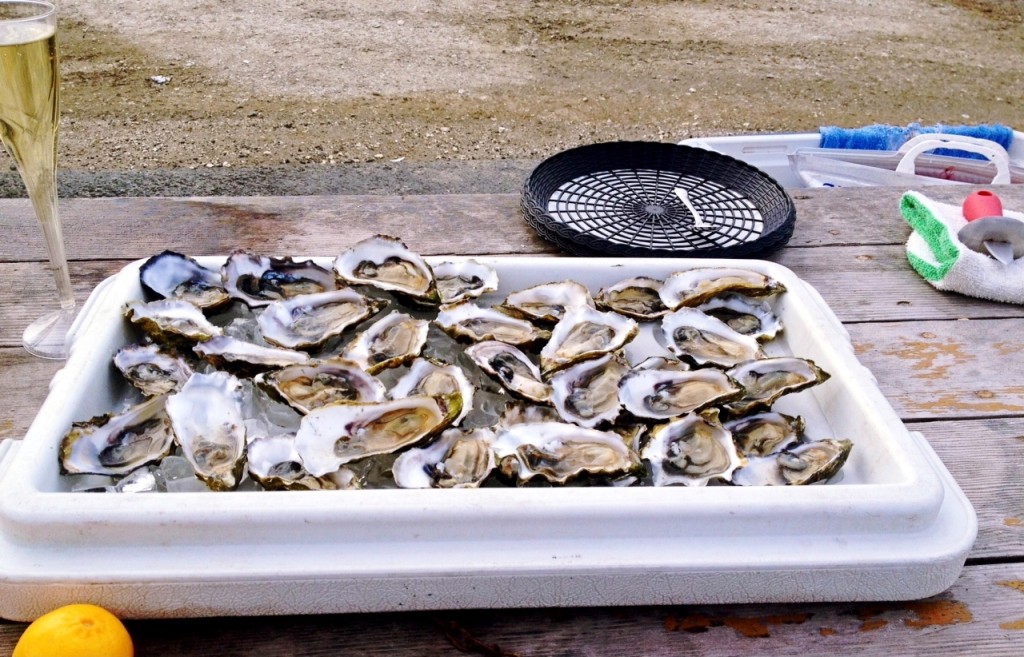 Drake's Bay Oysters