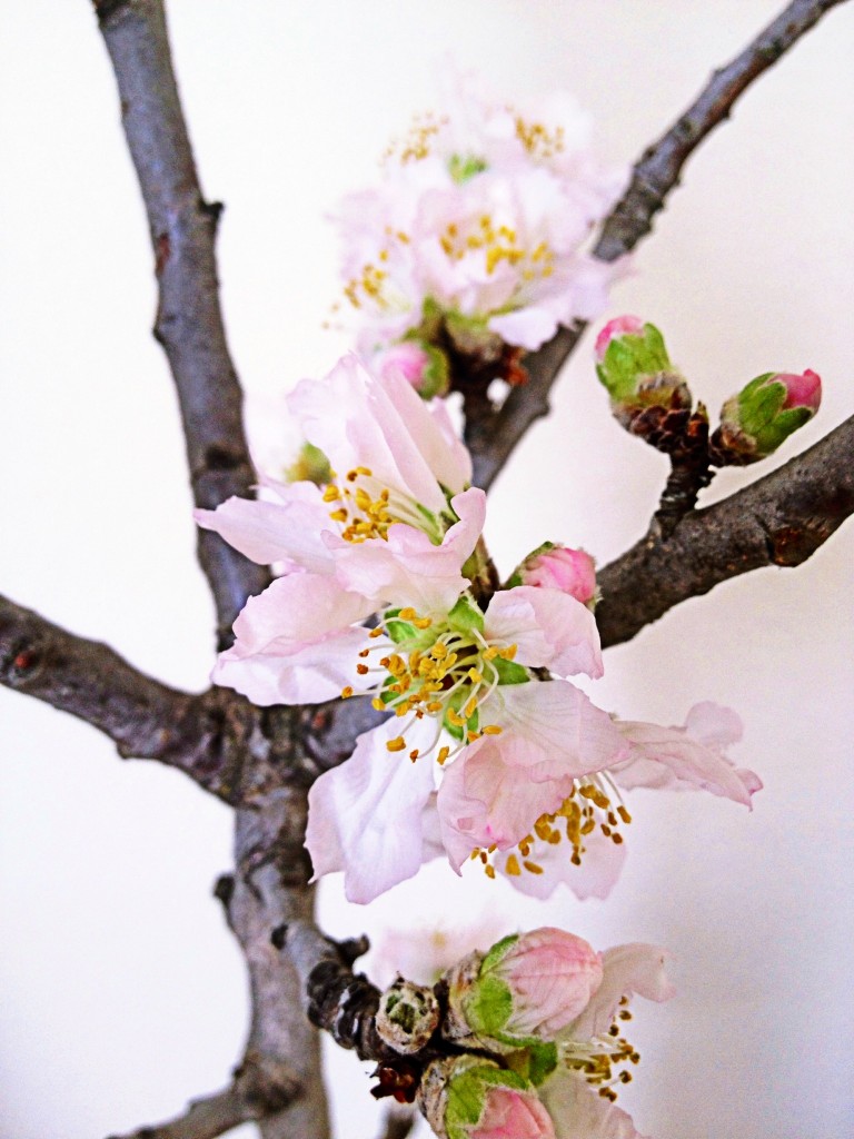 almond tree branch in the morning