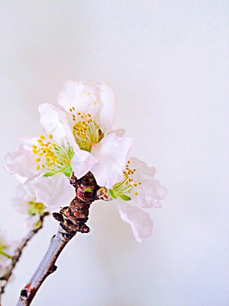 almond tree flowering