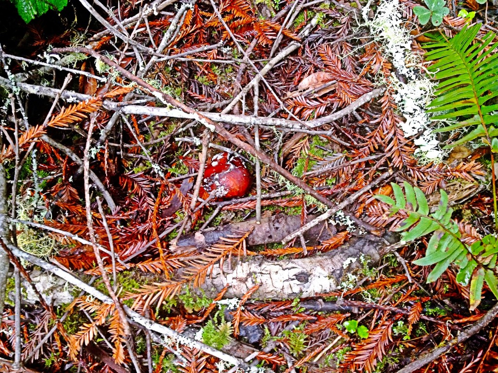 hidden mushroom in the woods