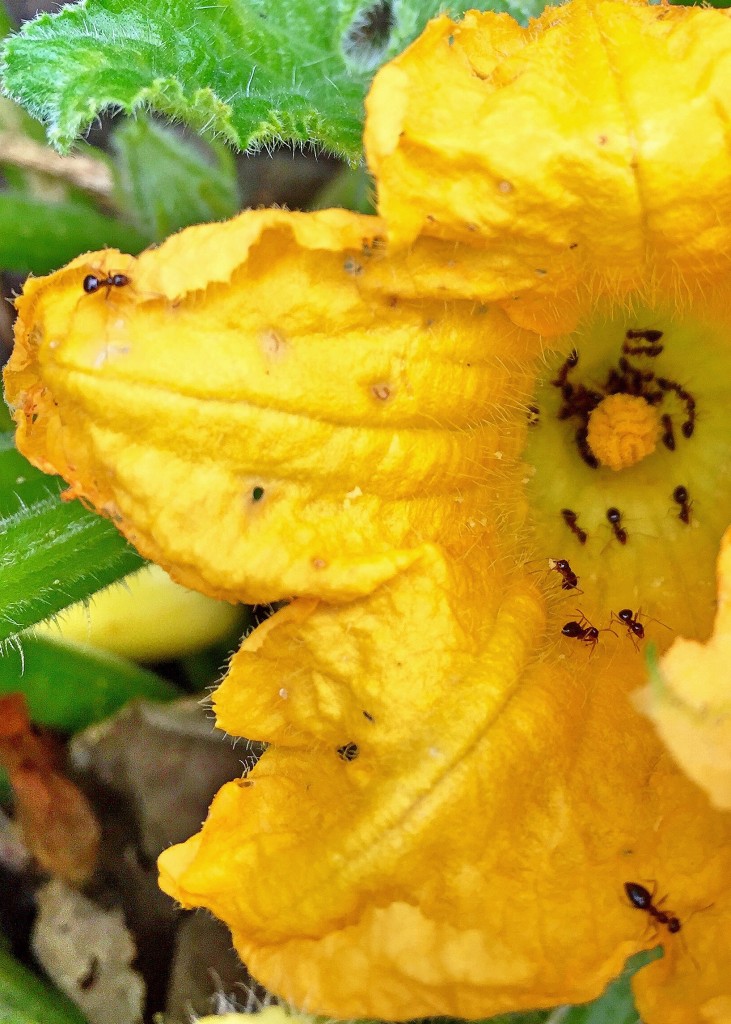 ants in a squash blossom